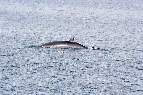 Walvis gespot bij nova scotia